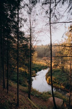 Tranquil forest scene with a winding stream and autumn foliage, capturing nature's beauty.