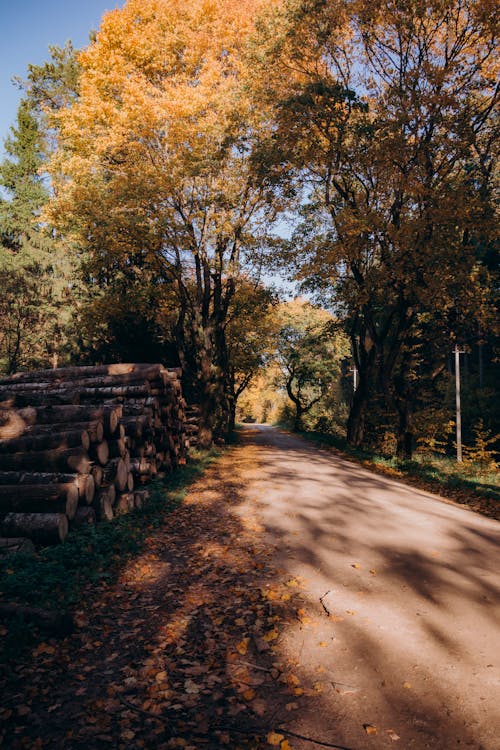 ağaçlar, asfaltsız yol, geçiş yolu içeren Ücretsiz stok fotoğraf