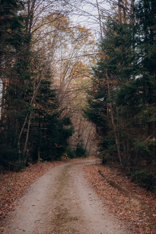Free Tranquil dirt road surrounded by autumn foliage and tall trees in a serene countryside setting. Stock Photo