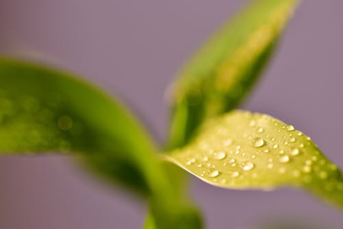 Fotobanka s bezplatnými fotkami na tému kvapôčky vody, mokrý, zelené listy