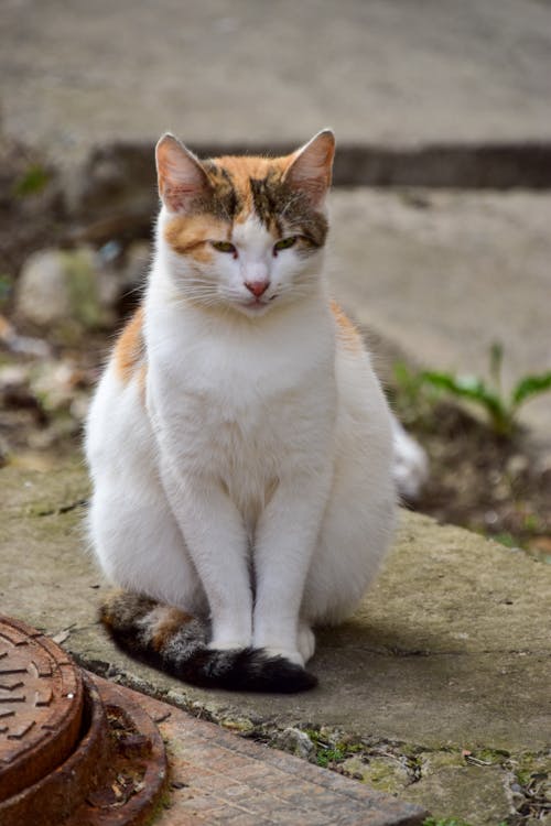 Gratis stockfoto met beest, dierenfotografie, huisdier