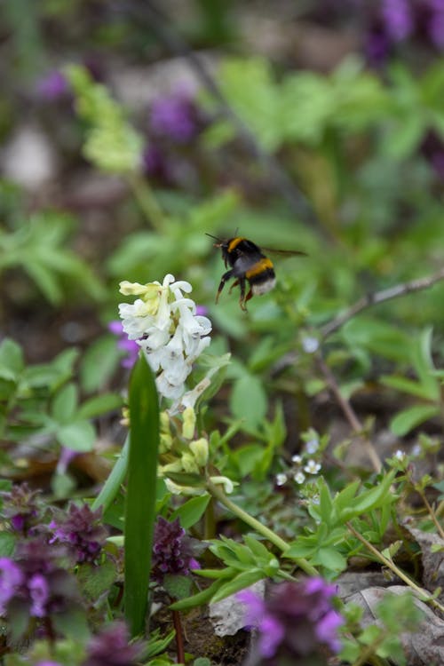 Gratis Immagine gratuita di ape, fiori, impollinatore Foto a disposizione