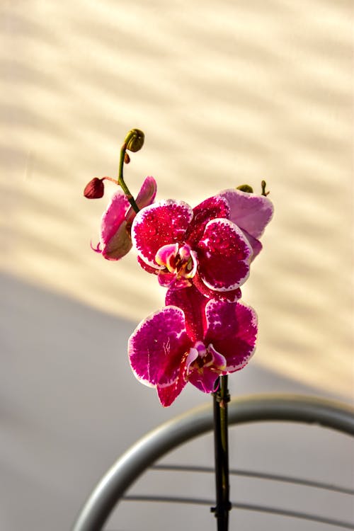 Ilmainen kuvapankkikuva tunnisteilla koi orkideat, kukka-valokuvaus, pinkit kukat Kuvapankkikuva