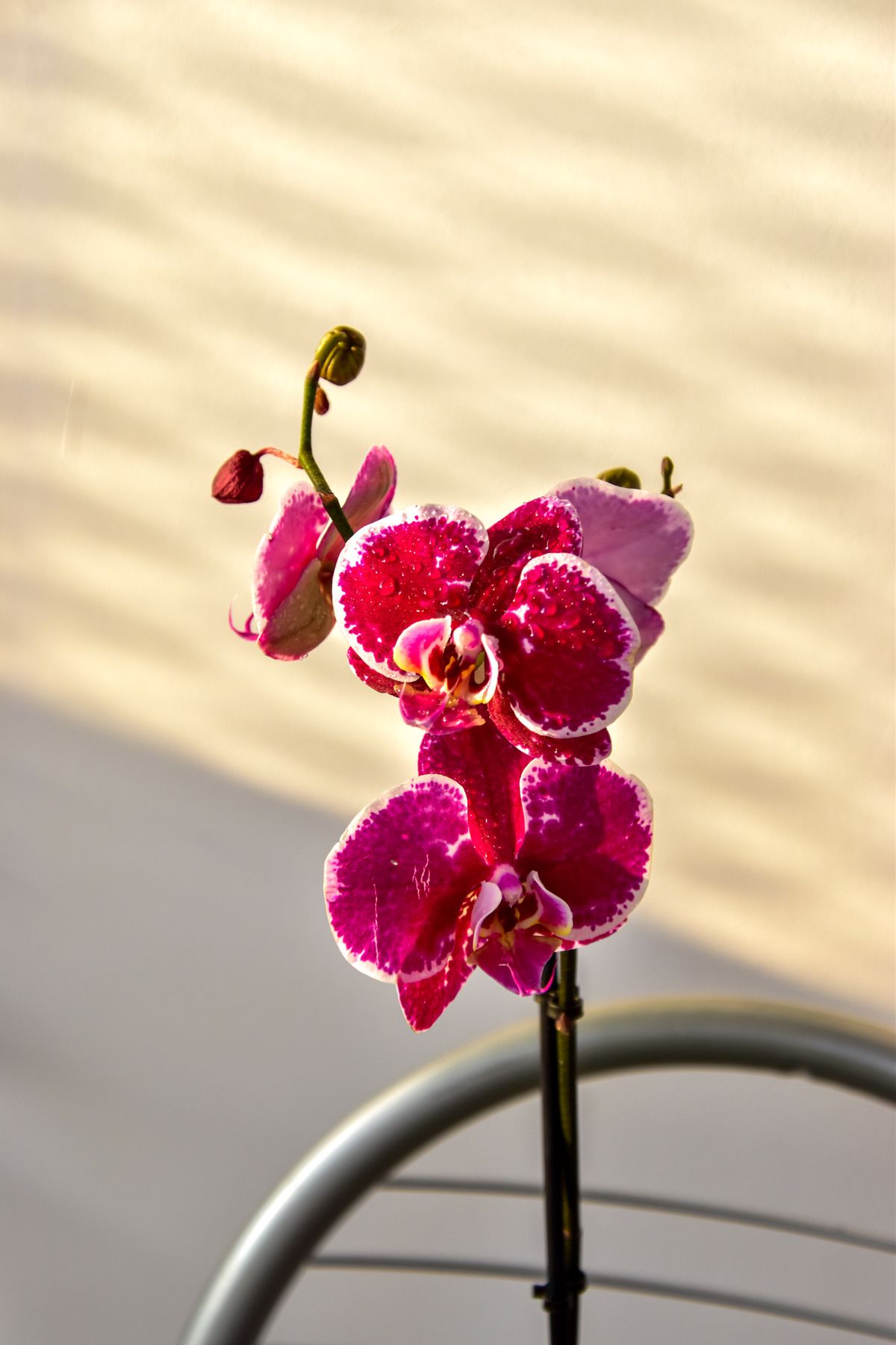 A moth orchid flower spike with fresh buds forming along the stem