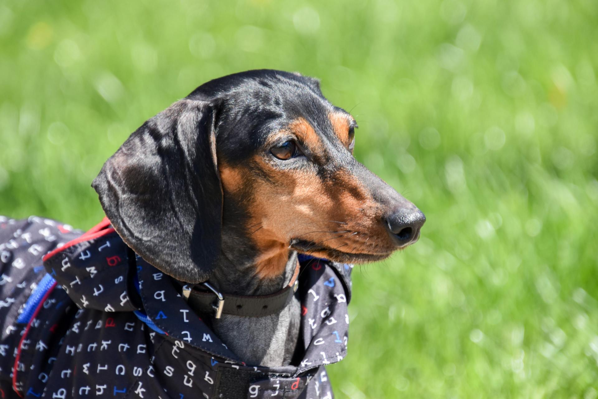 Shallow Focus Photo of Cute Black Dachshund