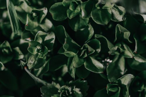 Free Detailed close-up photograph of lush green leaves reflecting the essence of nature. Stock Photo