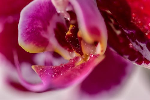 Darmowe zdjęcie z galerii z doritaenopsis, fotografia kwiatowa, krople rosy