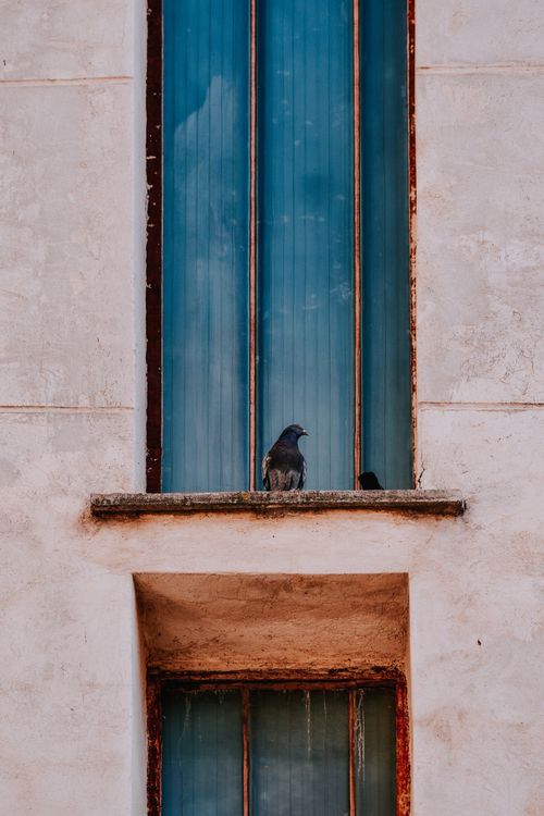 Free A pigeon sits on a windowsill outside a building with rusty edges and vertical blue glass panels. Stock Photo
