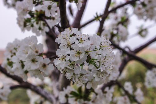 Free Close-up of white cherry blossoms blooming on tree branches in spring. Stock Photo