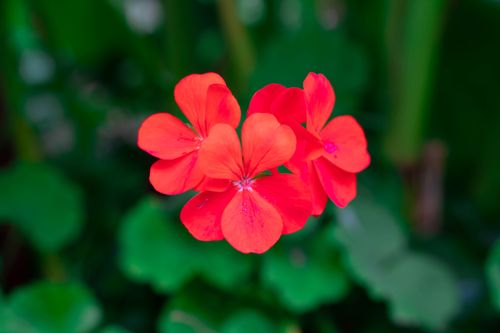 Free A vibrant close-up of blooming red geraniums against a lush green background. Stock Photo