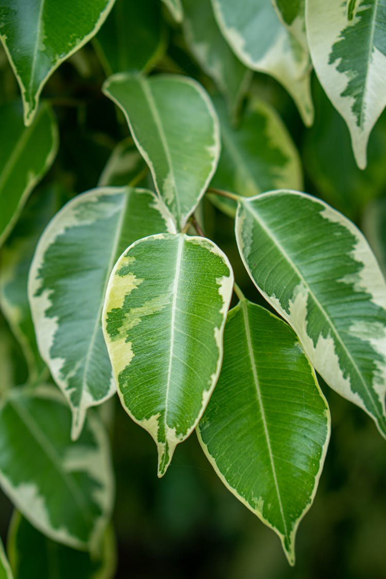 Close-up Of Green Weeping Fig 