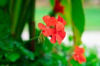 Shallow Focus Photo of Blooming Red Flowers