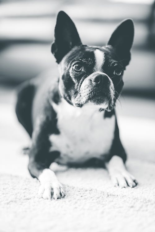 Monochrome Photo of Cute Dog