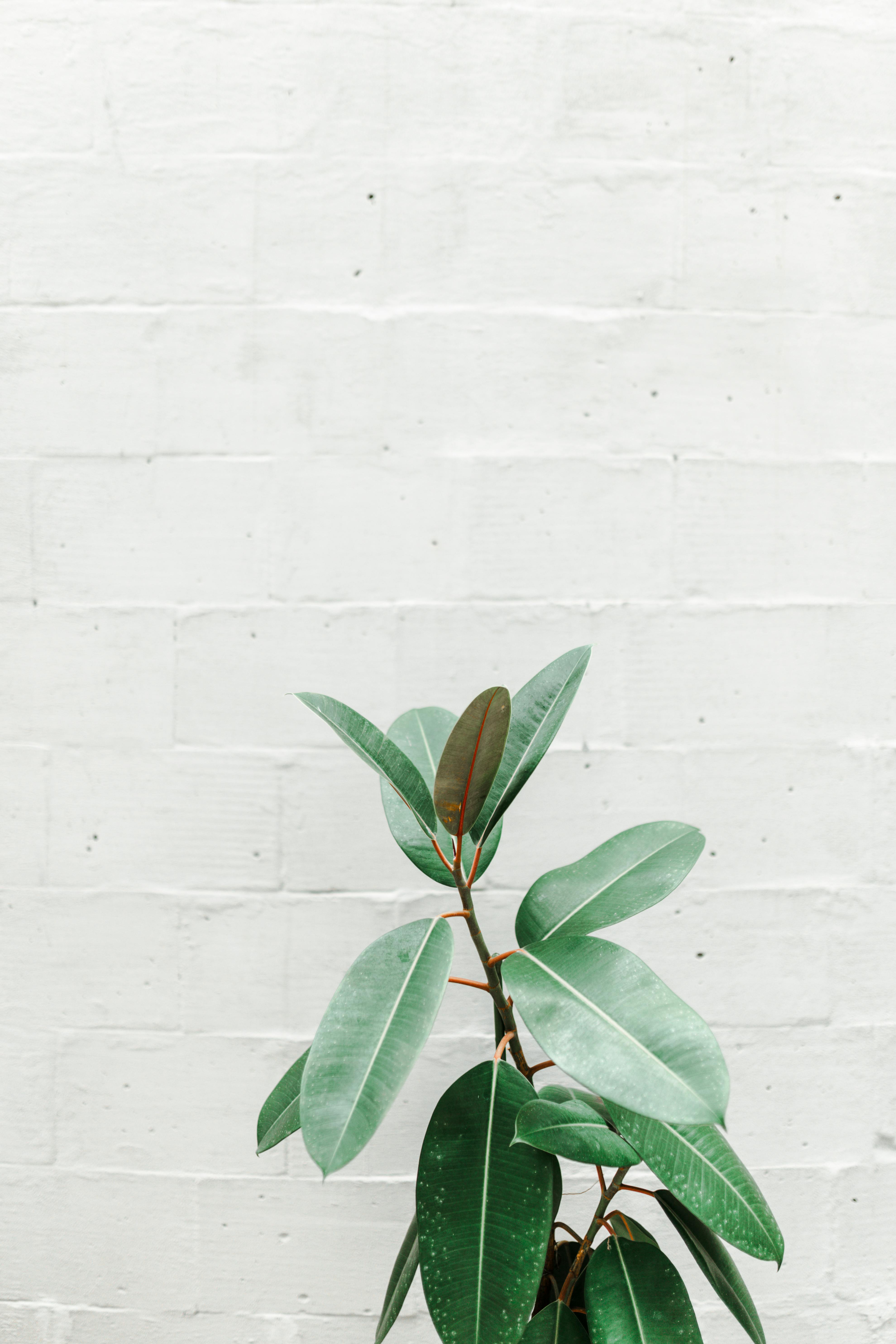 A stylish rubber plant in a minimalist setting against a white brick wall, perfect for modern decor themes.