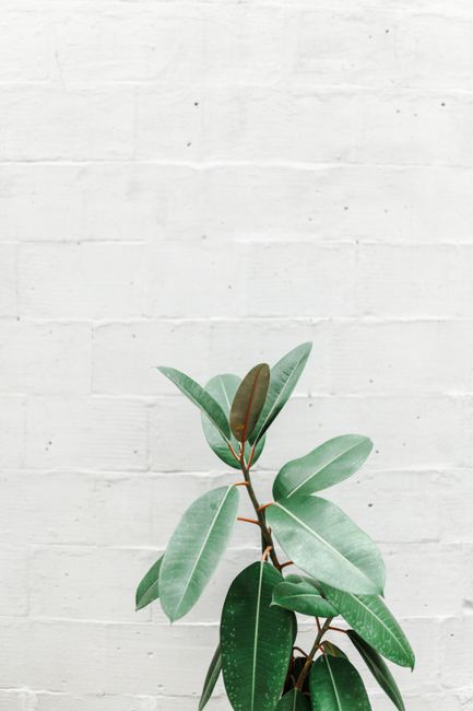 A stylish rubber plant in a minimalist setting against a white brick wall, perfect for modern decor themes.
