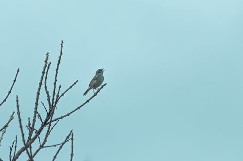 Gray Bird on Brown Tree Branch