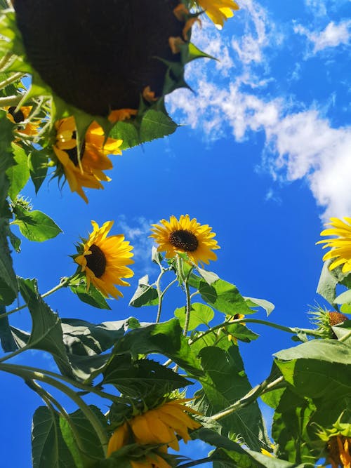 Yellow Sunflowers Under the Blue Sky