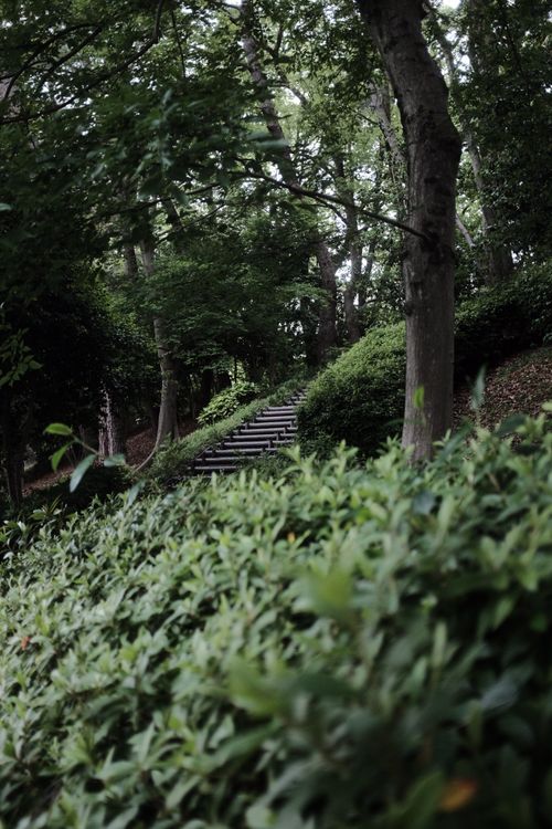 Free A serene stairway nestled in lush greenery within a forest in Ehime Prefecture, Japan. Stock Photo