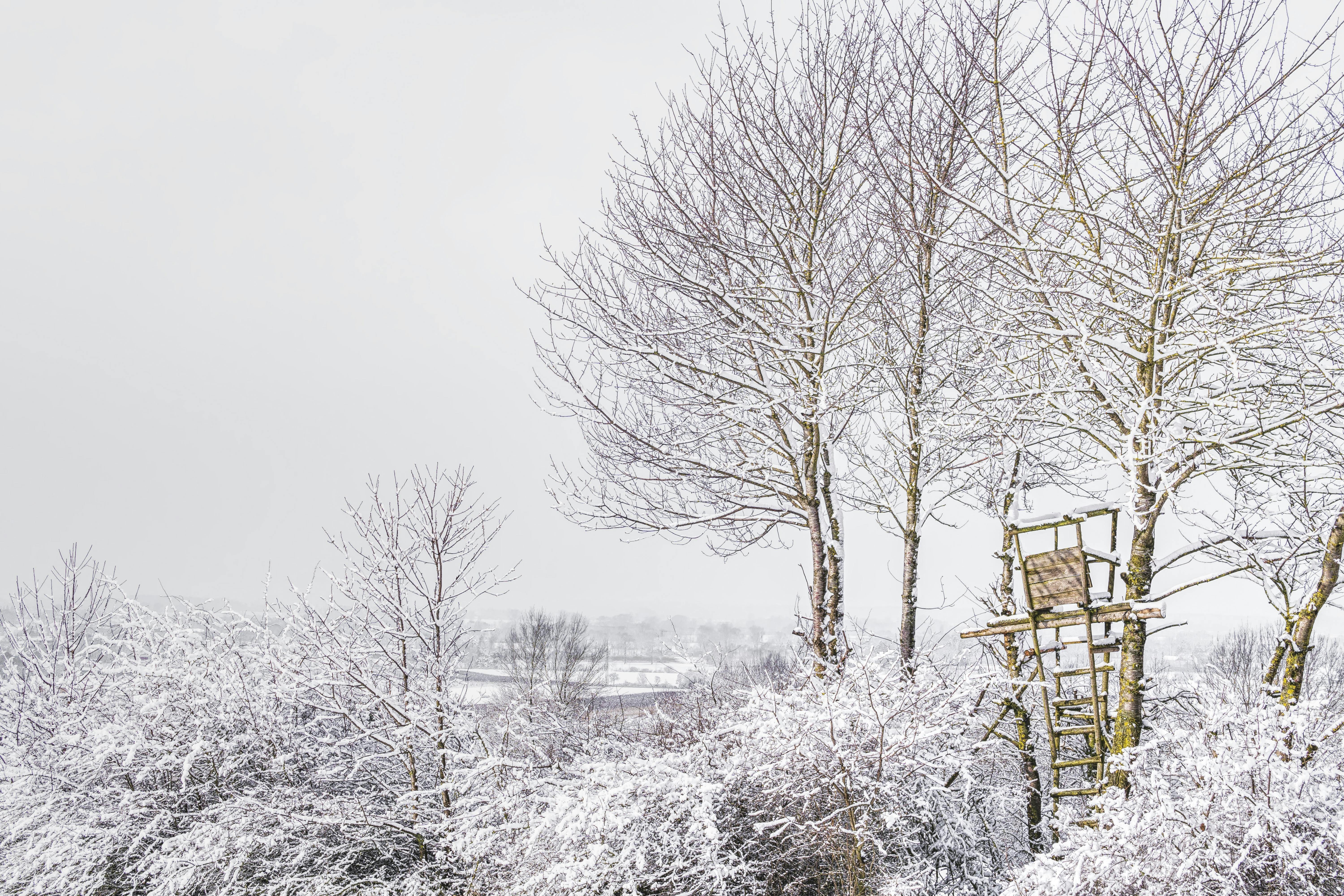 trees during winter