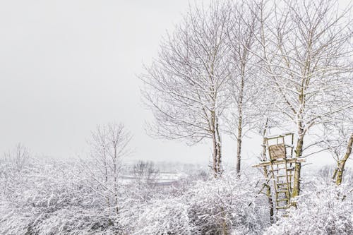 бесплатная Деревья зимой Стоковое фото