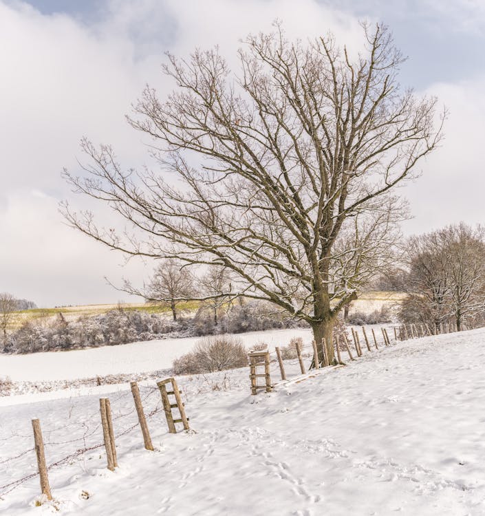 Free Bare Tree With Ground Covered by Snow Stock Photo