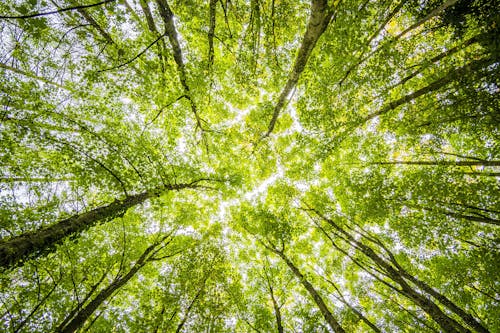 Worms Eyeview Des Arbres Verts