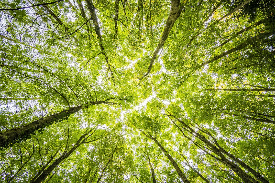 arboles, bosque, buscando