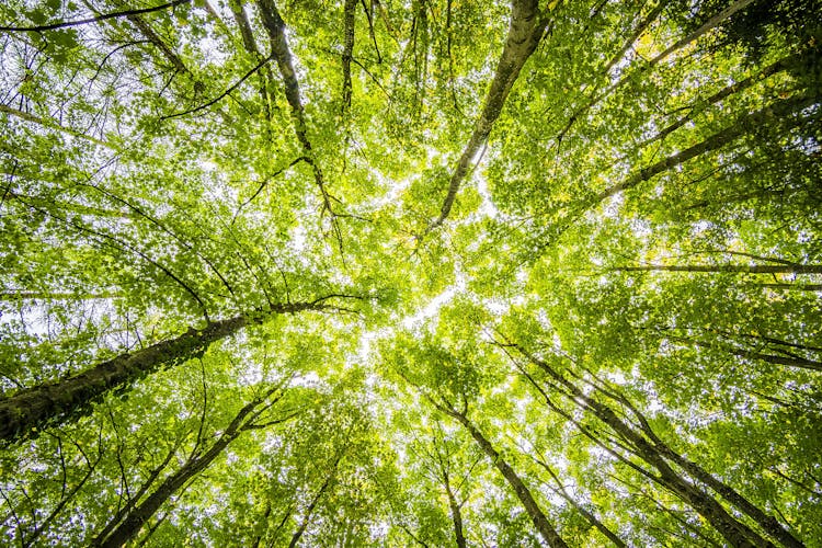 Worms Eyeview Of Green Trees