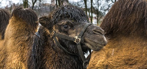 Free stock photo of animal, animal world, camel