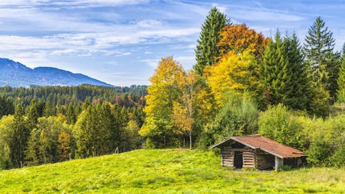 Cottage En Bois Brun Près De La Forêt