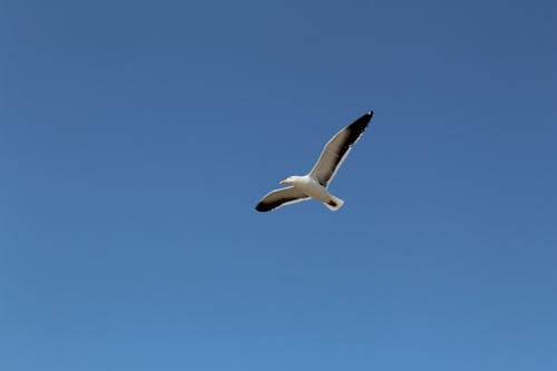 White Kelp Gull Flying on Blue Sky