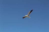 White Kelp Gull Flying on Blue Sky