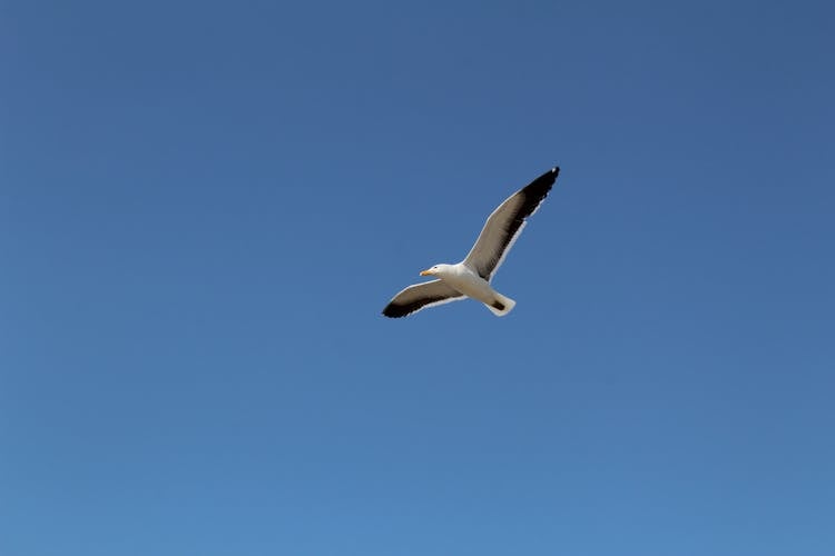 White Kelp Gull Flying On Blue Sky