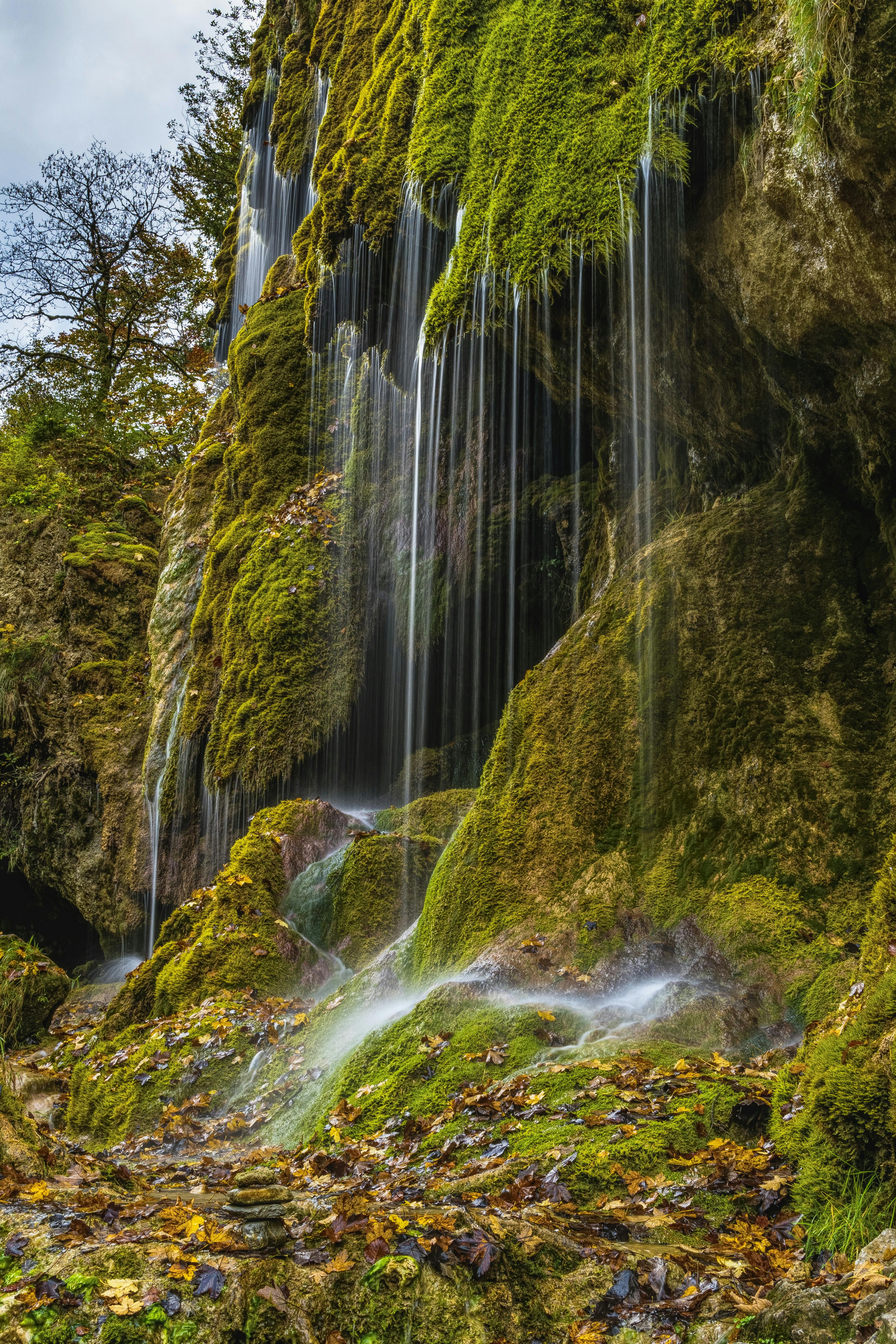 3,454 Carpet Moss Stock Photos, High-Res Pictures, and Images - Getty Images