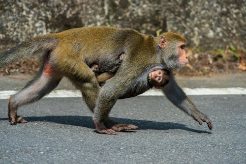 Free Monkey Carrying Her Baby Stock Photo