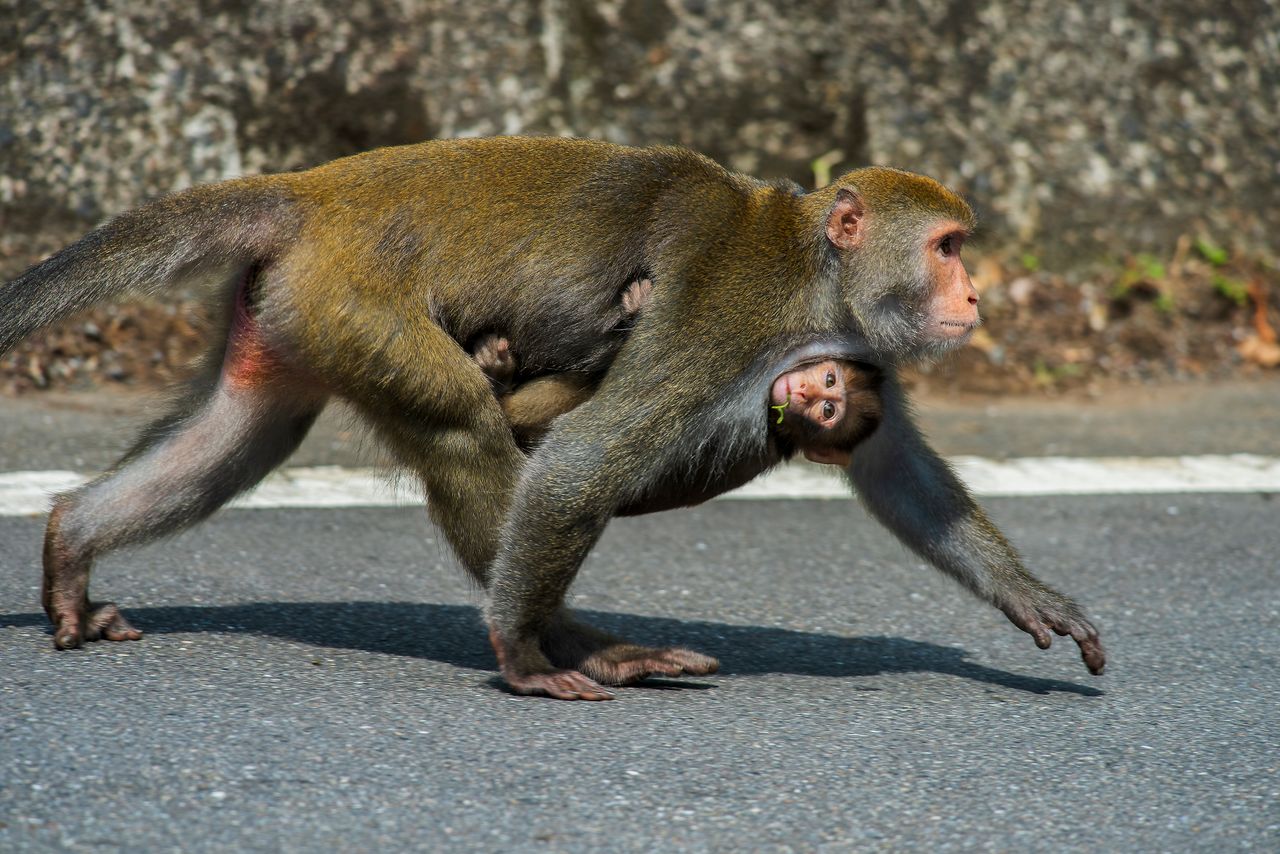 a macaque carrying its baby crosses a road in taiwan showcasing wildli