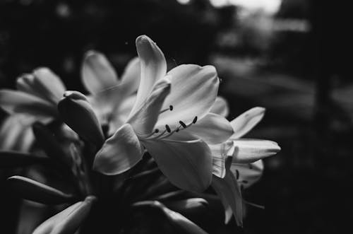 Black and White Photo of Petals of Flowers