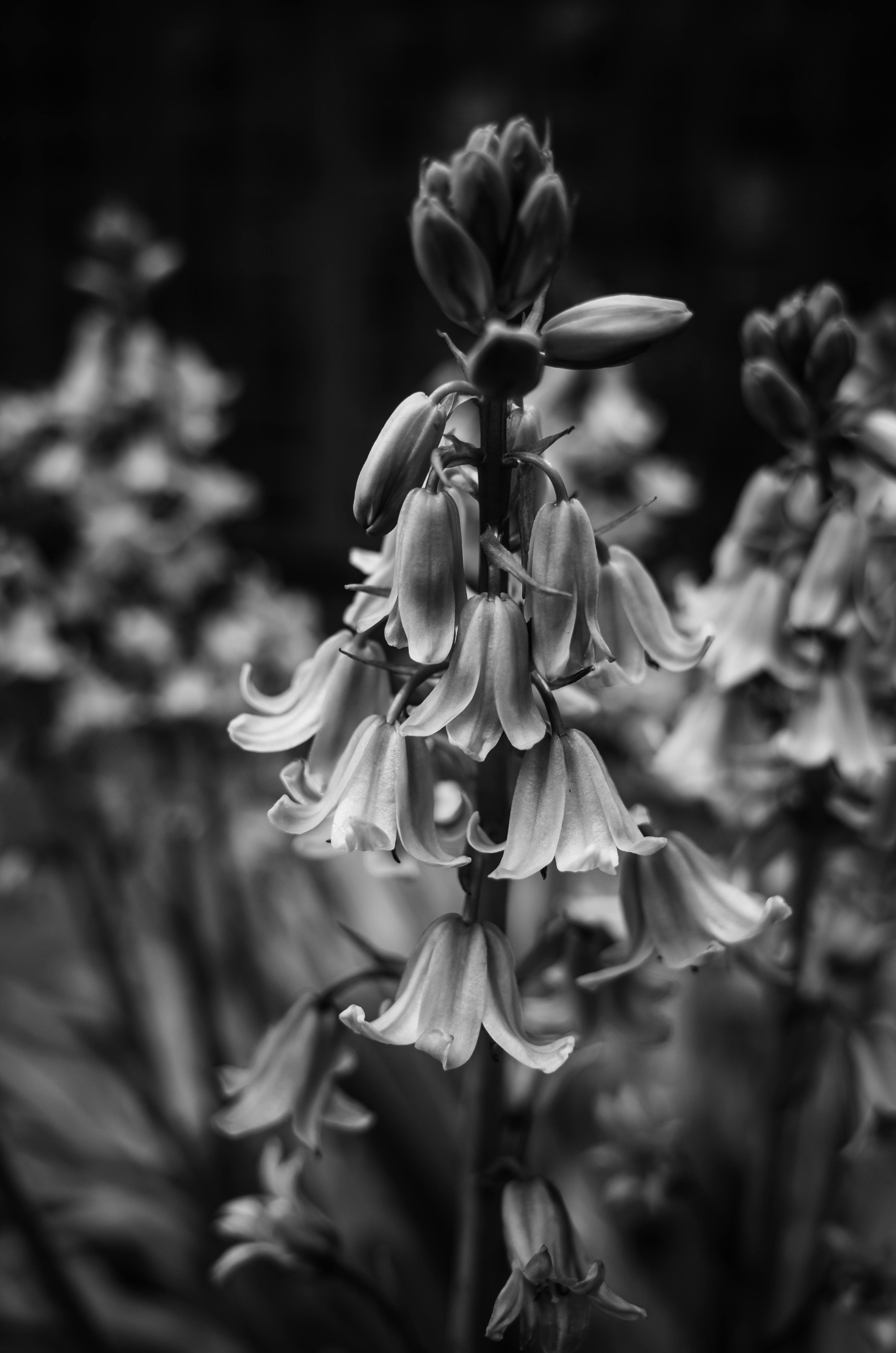 2,600+ Flower Grayscale Stock Photos, Pictures & Royalty-Free Images -  iStock