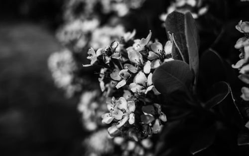 Free Artistic monochrome photo of blooming flowers with intricate details and depth of field. Stock Photo