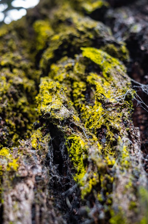 Green Moss on Brown Tree Trunk