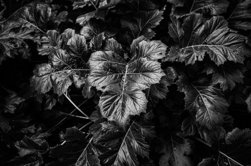 Free Detailed black and white image showcasing the intricate textures of large leaves in a natural setting. Stock Photo