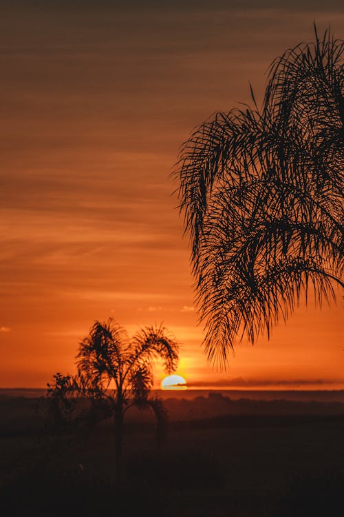 Silhouette of Trees During Sunset