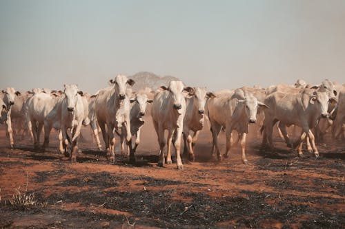 Безкоштовне стокове фото на тему «корова, сільське господарство, ссавець»