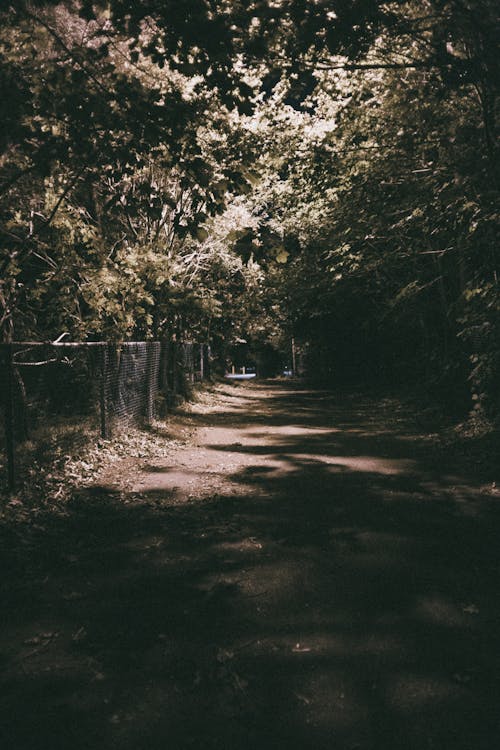 Brown Dirt Road in Between Green Trees