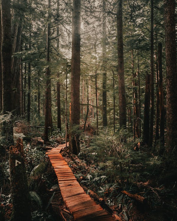 Wooden Pathway in the Forest