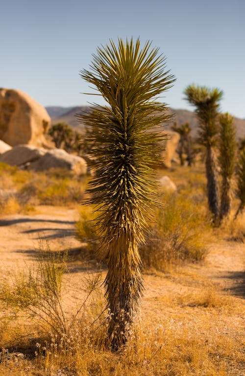 Photo of a Young Joshua Tree