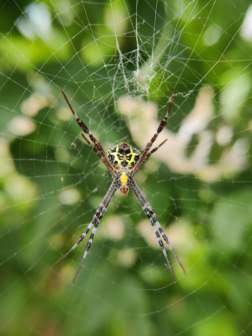 Close-Up Shot of a Spider on a Web