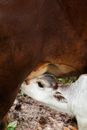 A Calf Sucking on a Cow's Udder