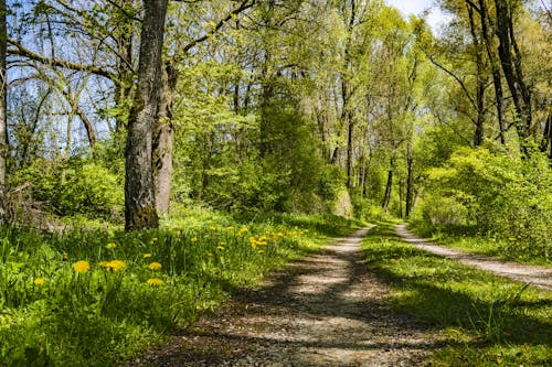 Free stock photo of away, forest, forest path