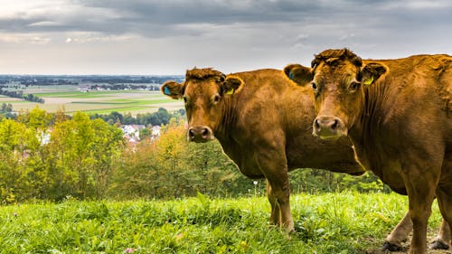 Free stock photo of animals, bavaria, cows